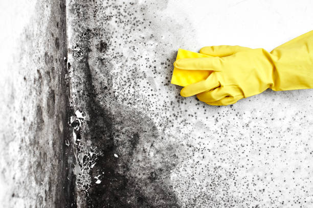 Best Industrial Mold Remediation  in Abaster, AL